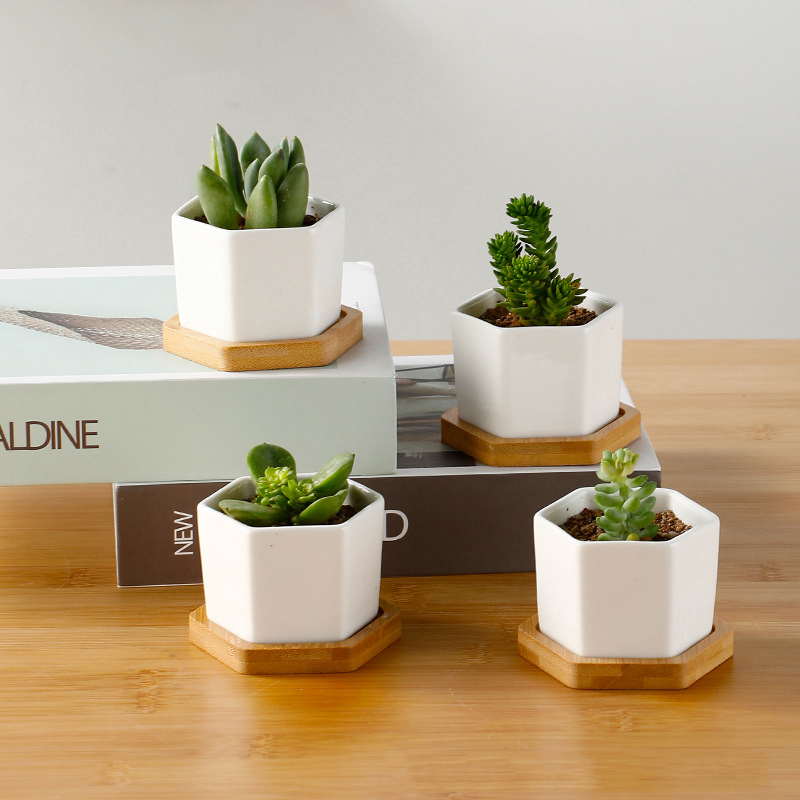 Aloe Vera Pot - Vaso da fiori in ceramica vaso