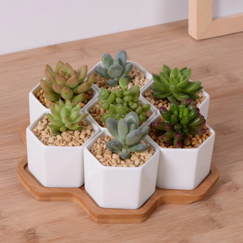 Aloe Vera Pot - Set di 4/7/9/10 Vasi da fiori