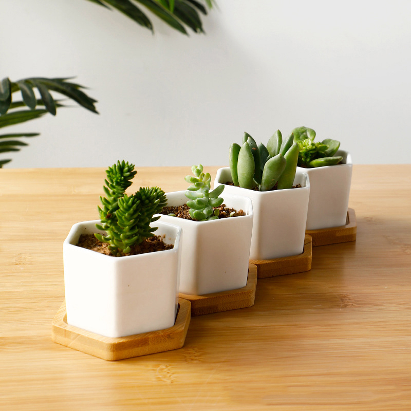 Vaso da fiori in ceramica vaso - Aloe Vera Pot recensione e prezzo