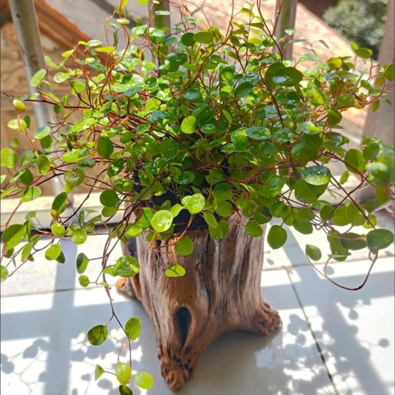 Garden vintage in legno pentol - Aloe Vera Pot recensione e prezzo